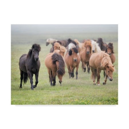 Phburchett 'Grassland Horses Ii' Canvas Art,35x47